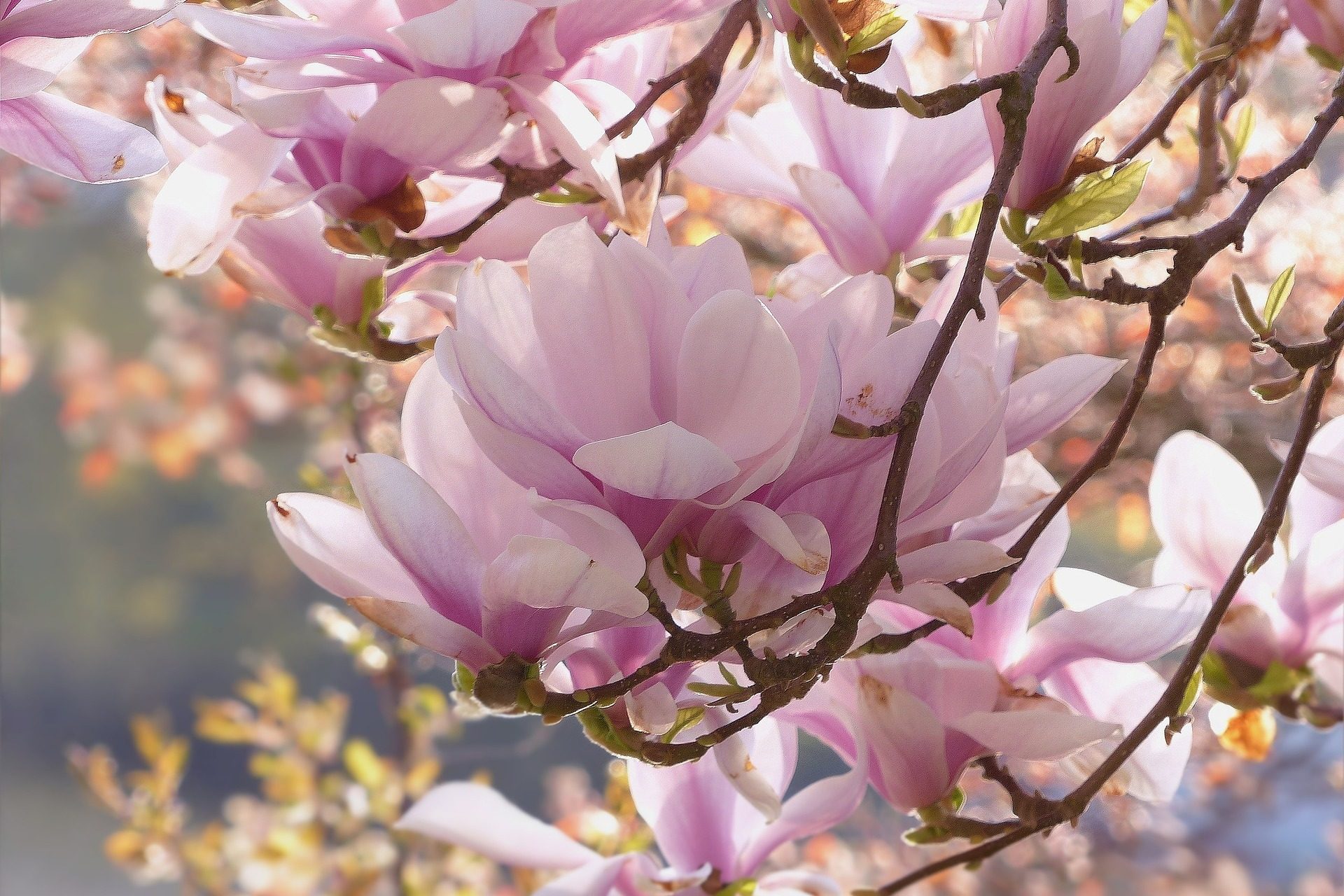 magnolia printemps