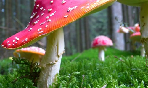 CHAMPIGNON TOXIQUE